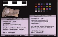 Foto (Objekt + Etiketten) von Konidromites gibbus (Reuss 1858) (NHMW-GEO-1990-0041-0265)